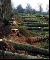 احتمال قطع 2700 اصله درخت در شهران